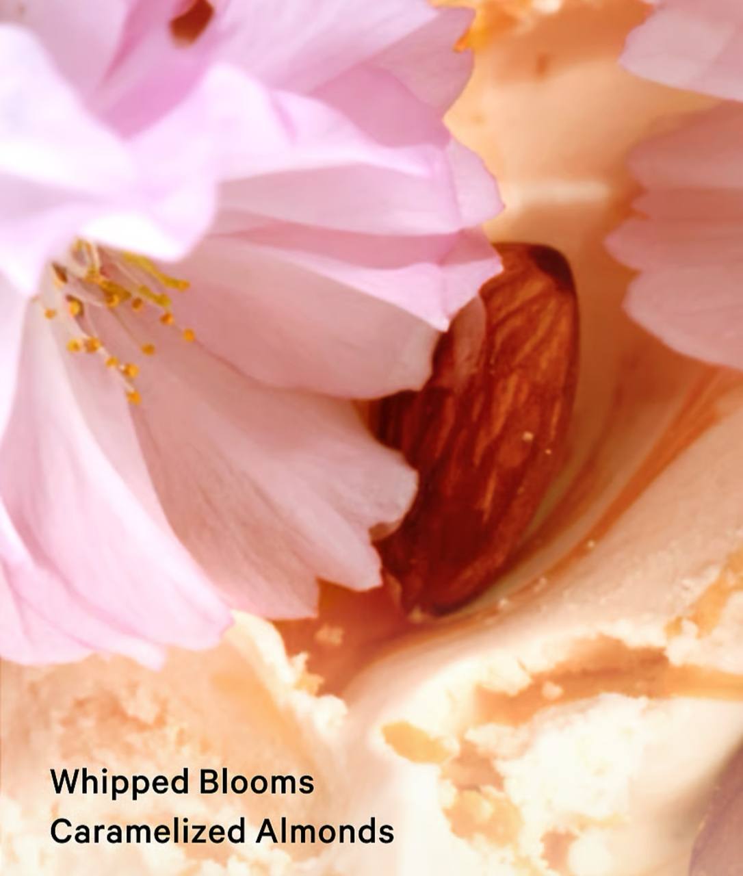 ویکتوریا سکرت velvet Petal brulee، نمای نزدیک درب اسپری و برچسب رنگی — دارامُد