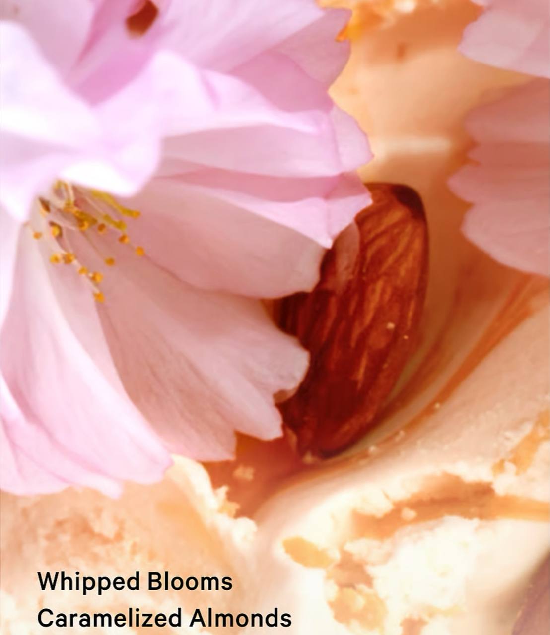 ویکتوریا سکرت لوسیون بدن Velvet Petal brulee، نمای نزدیک تیوپ و رنگ محصول — دارامُد