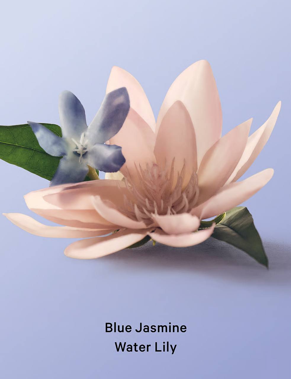 Victoria's Secret بادی لوشن Blue Jasmine Water Lily نمای برچسب و بسته‌بندی — دارامُد
