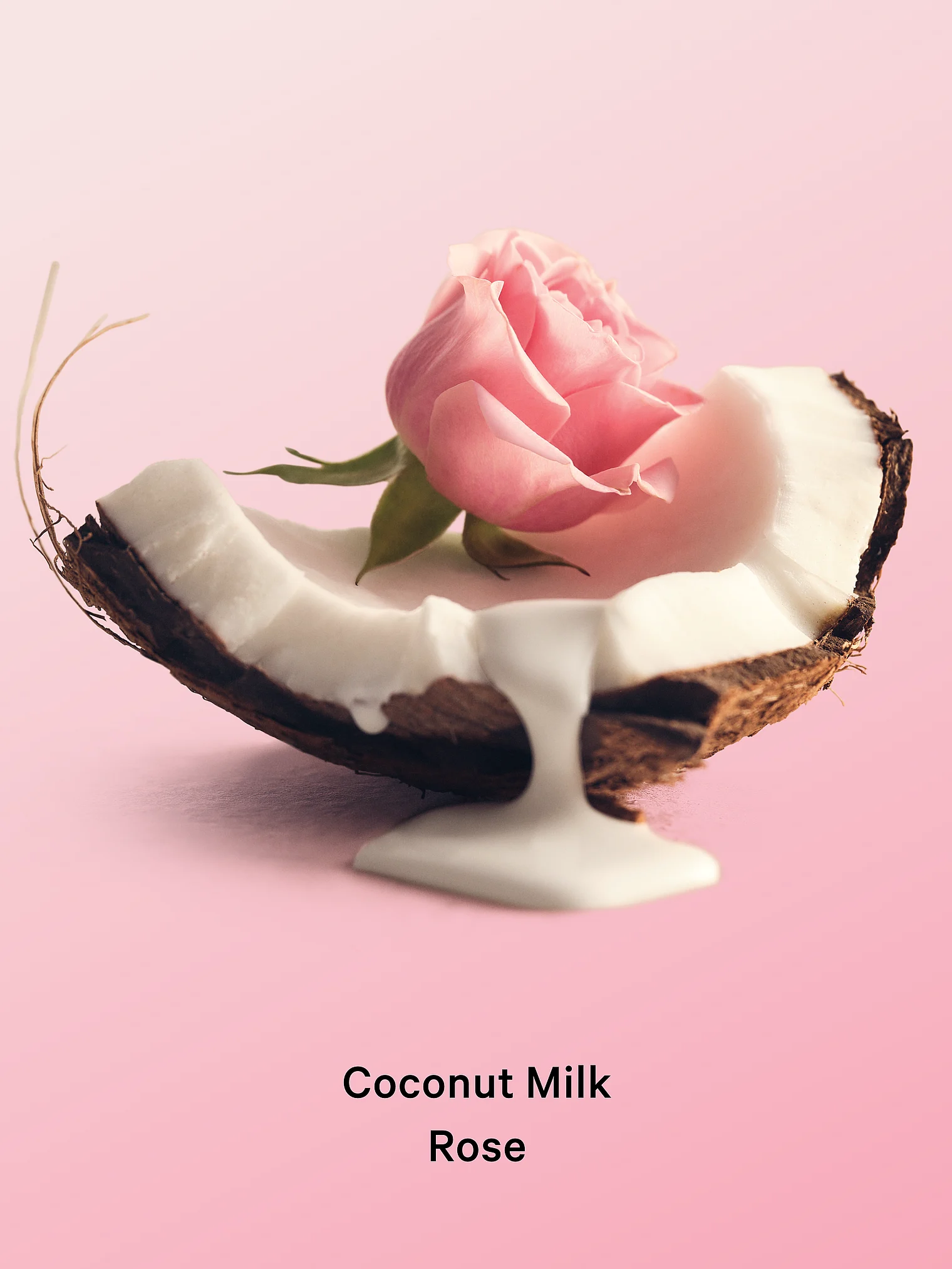 پک کادوئی Coconut milk Rose بادی میست و لوشن ویکتوریا سکرت - تصویر 4